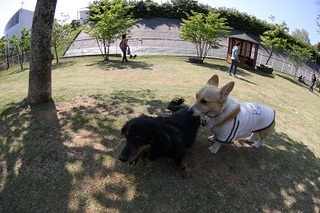 sIMG40_2013_04_28_9999_84.jpg