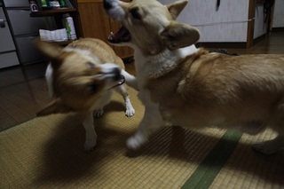 sIMG5_2012_12_12_4842.jpg